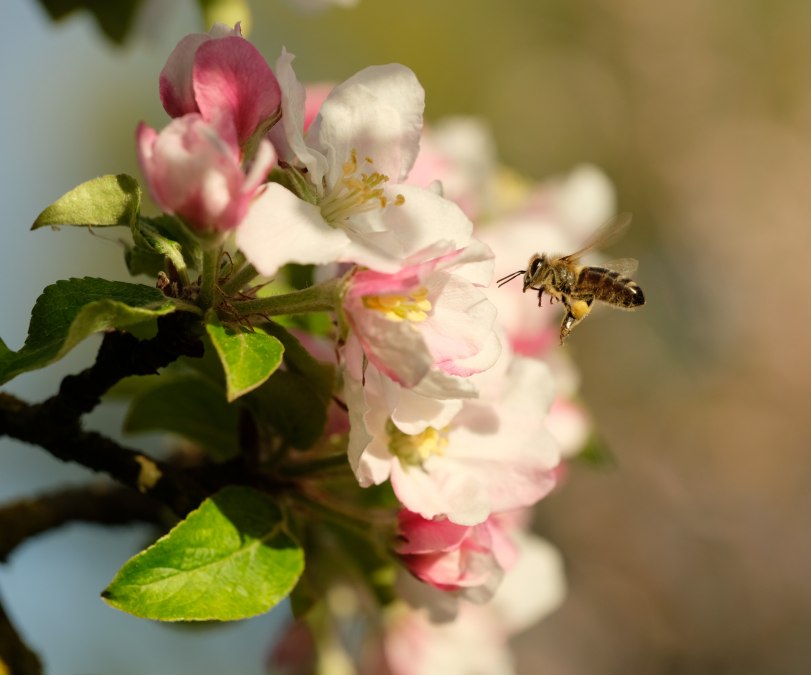 Bijen_Appel_bloesem_E_Kartheuser, &copy; Evelin Kartheuser