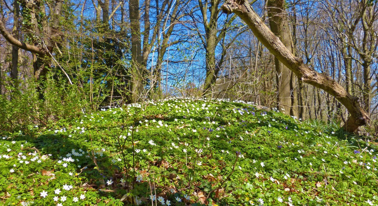 H&uuml;gelgrab // &copy; Dr. Katrin Staude