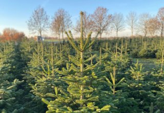 Tannenwald Gut Marihn, © Nadine Malß Tannenwald Gut Marihn, © Nadine Malß