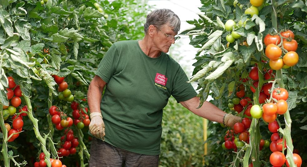 Tomaten im 5200m² großen Gewächshaus // © Bio-Gärtnerei Watzkendorf Tomaten im 5200m² großen Gewächshaus // © Bio-Gärtnerei Watzkendorf