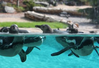 Pingu&iuml;ns in het Polarium in de dierentuin van Rostock // &copy; Zoo Rostock/Braun