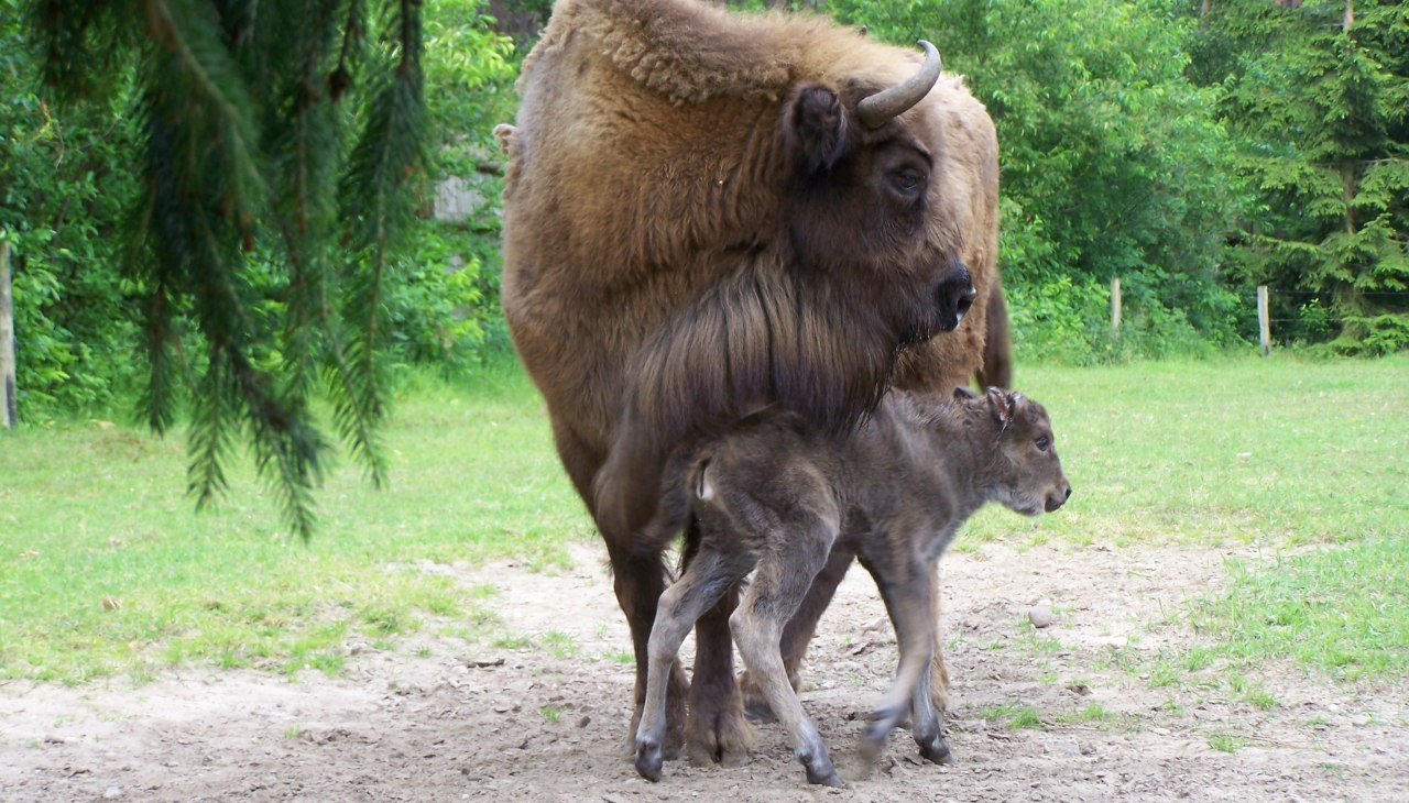 POJAWINKA + USARA, © Weichbrodt POJAWINKA + USARA, © Weichbrodt