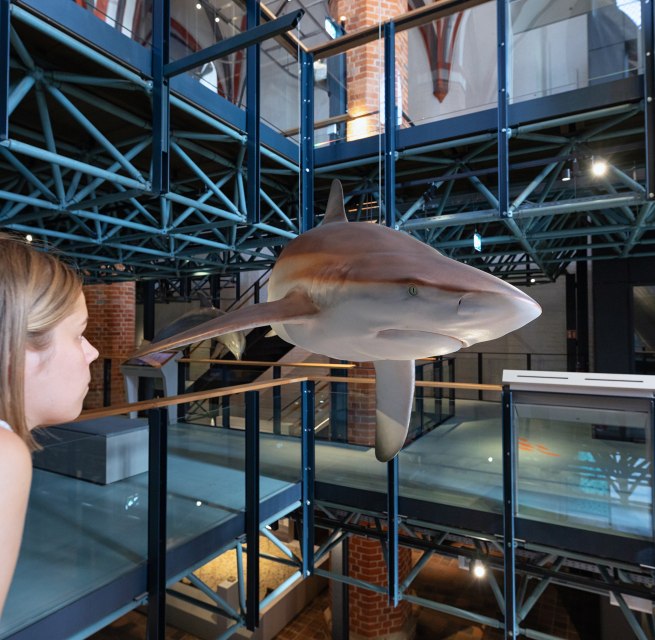 © Anke Neumeister/Deutsches Meeresmuseum © Anke Neumeister/Deutsches Meeresmuseum