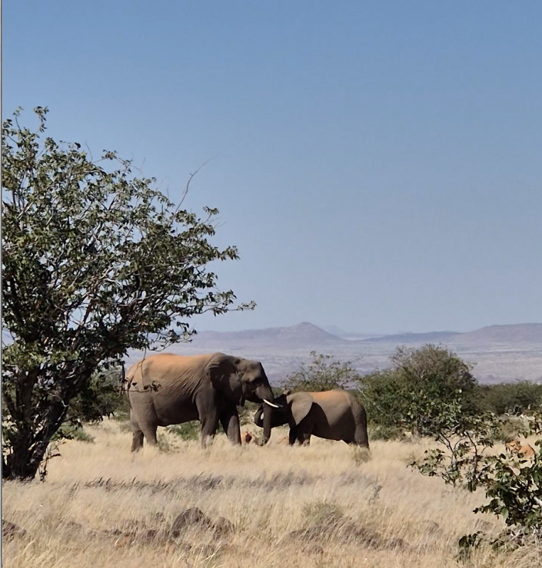 Twee olifanten in de woestijn van Namibi&euml; // &copy; Anke Th&auml;tner