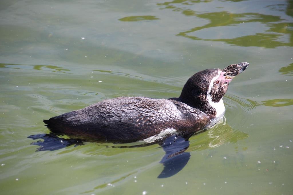 Pinguin, © Tiererlebnispark Müritz Pinguin, © Tiererlebnispark Müritz