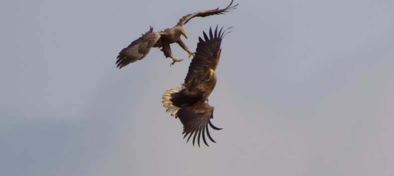 Seeadler-Tour // &copy; Mirko Hecht