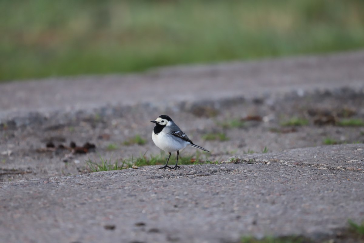 26-05-17 Vogelleben vor der Haust&uuml;r, GMZ, &copy; C