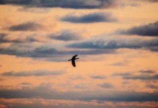 © Binzer Bucht Tourismus © Binzer Bucht Tourismus