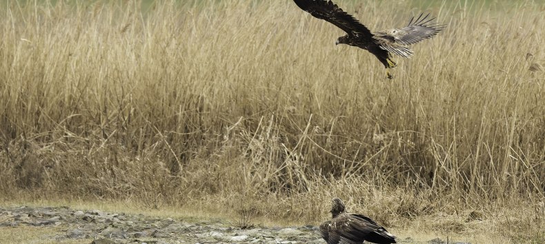 Seeadler an einer Elbbuhne // &copy; Maria Effenberger