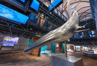 Im Westportal der Kirchenhalle empf&auml;ngt die imposante multimediale Inszenierung einer Jagd auf einen Sardinenschwarm die G&auml;ste., &copy; Anke Neumeister/Deutsches Meeresmuseum