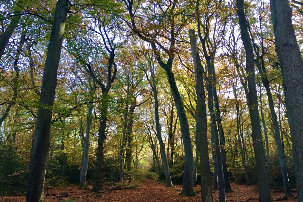 Wanderweg im Ahrenshooper Holz, © Kurverwaltung Ahrenshoop