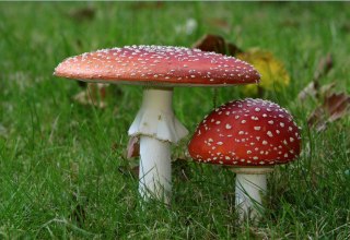 &copy; Fliegenpilz.jpg