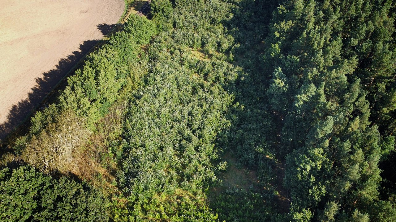 Klimaatbos Bad Kleinen // &copy; Landesforst MV