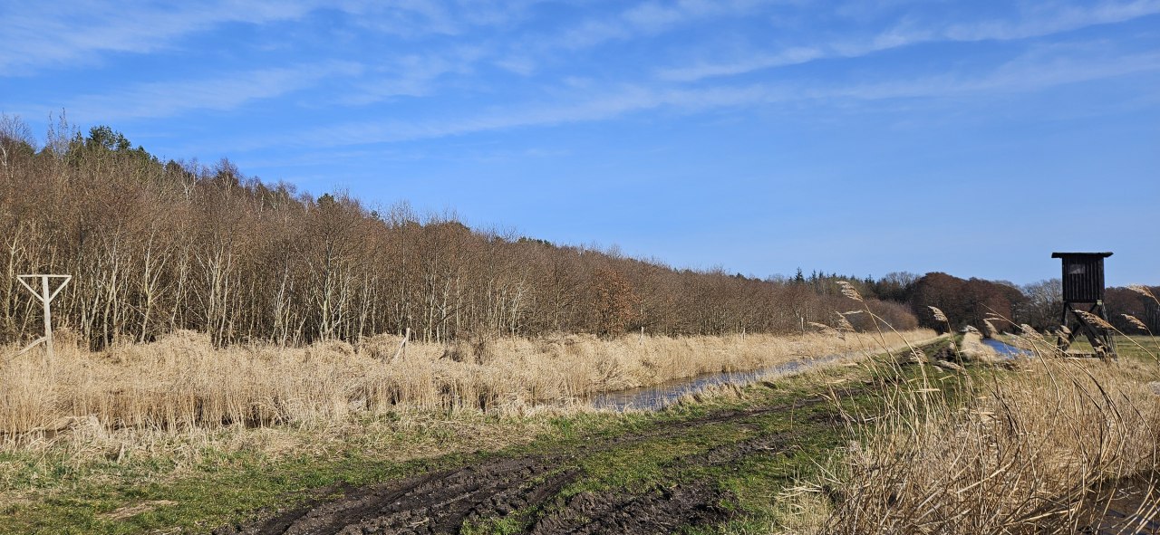 Seit 2009 wachsen die Bäume im Klimawald Damerow (Insel Usedom) // © Landesforst MV Seit 2009 wachsen die Bäume im Klimawald Damerow (Insel Usedom) // © Landesforst MV