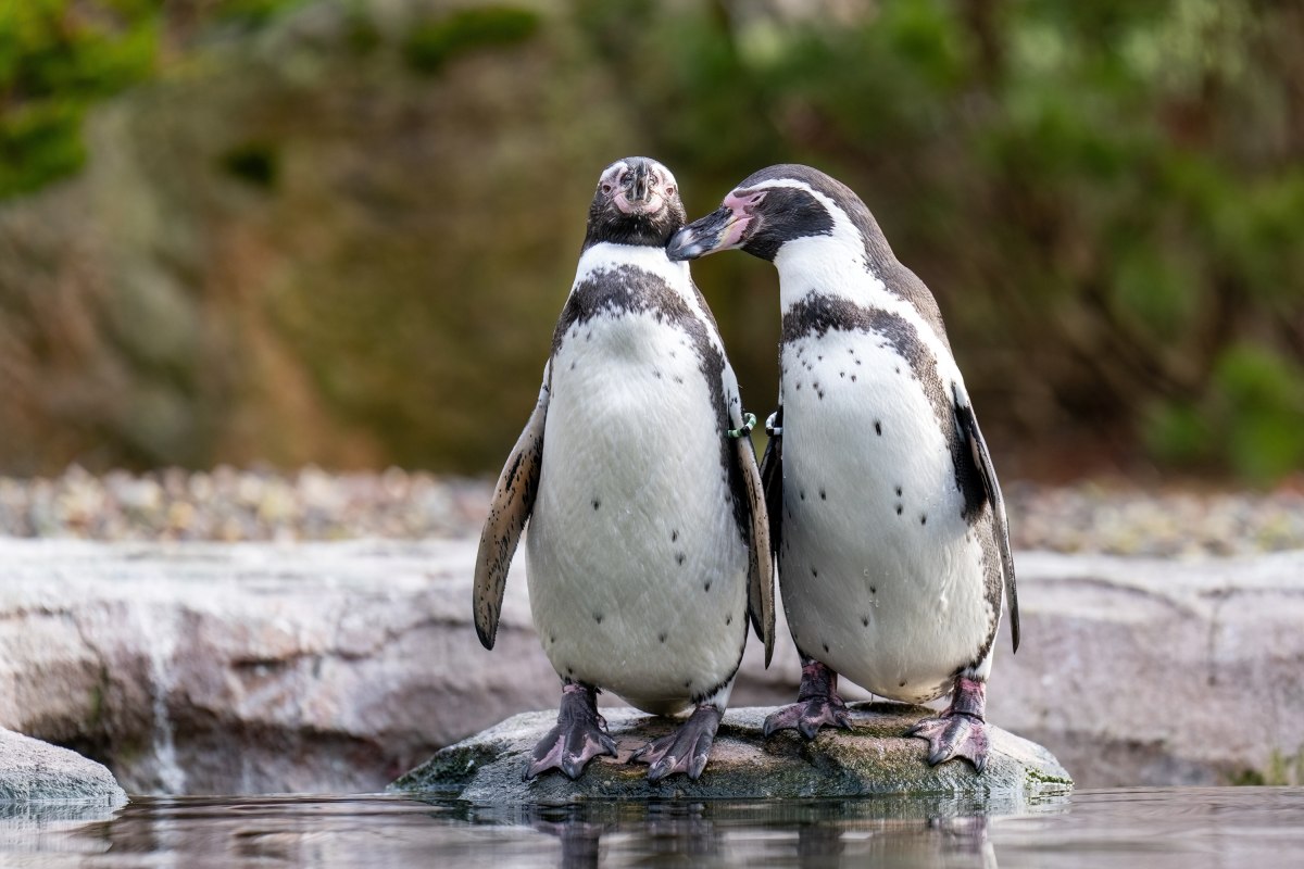 Zwei Humboldtpinguine im Zoo Rostock, © Zoo Rostock/ Drübbisch Zwei Humboldtpinguine im Zoo Rostock, © Zoo Rostock/ Drübbisch