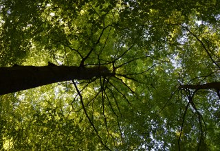 © Kurverwaltung Feldberg © Kurverwaltung Feldberg