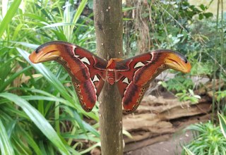 &copy; Schmetterlingsfarm/Heike Schnelle