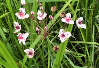 Schwanenblume // © Elke Jander Schwanenblume // © Elke Jander