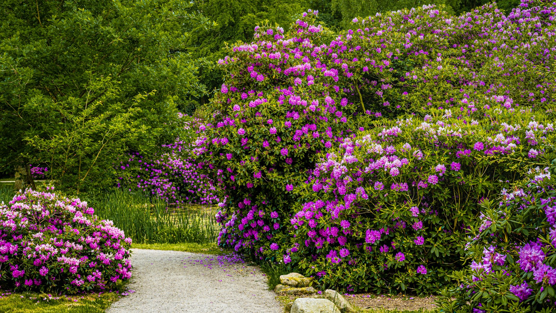 Über 1.000 Rhododendren wurden bei der Parkrestaurierung neu gepflanzt // © MV-T/Tiemann Über 1.000 Rhododendren wurden bei der Parkrestaurierung neu gepflanzt // © MV-T/Tiemann