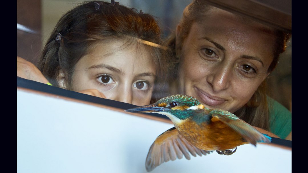 Heimische Exoten unserer Vogelwelt im M&uuml;ritzeum - Als Pr&auml;parat kann man den sonst scheuen, schnellen Eisvogel in Ruhe betrachten., &copy; Mirko Runge