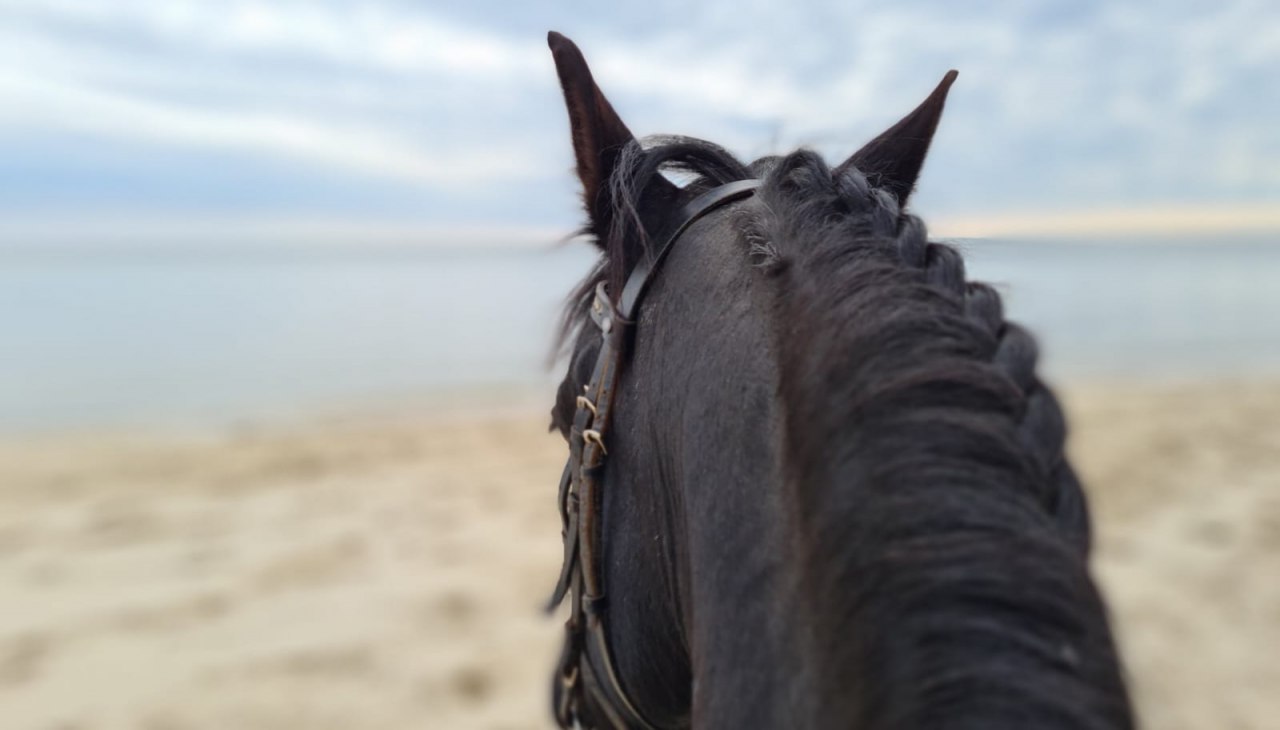 Op een Fries aan zee, © Hotel Friesenhof Op een Fries aan zee, © Hotel Friesenhof