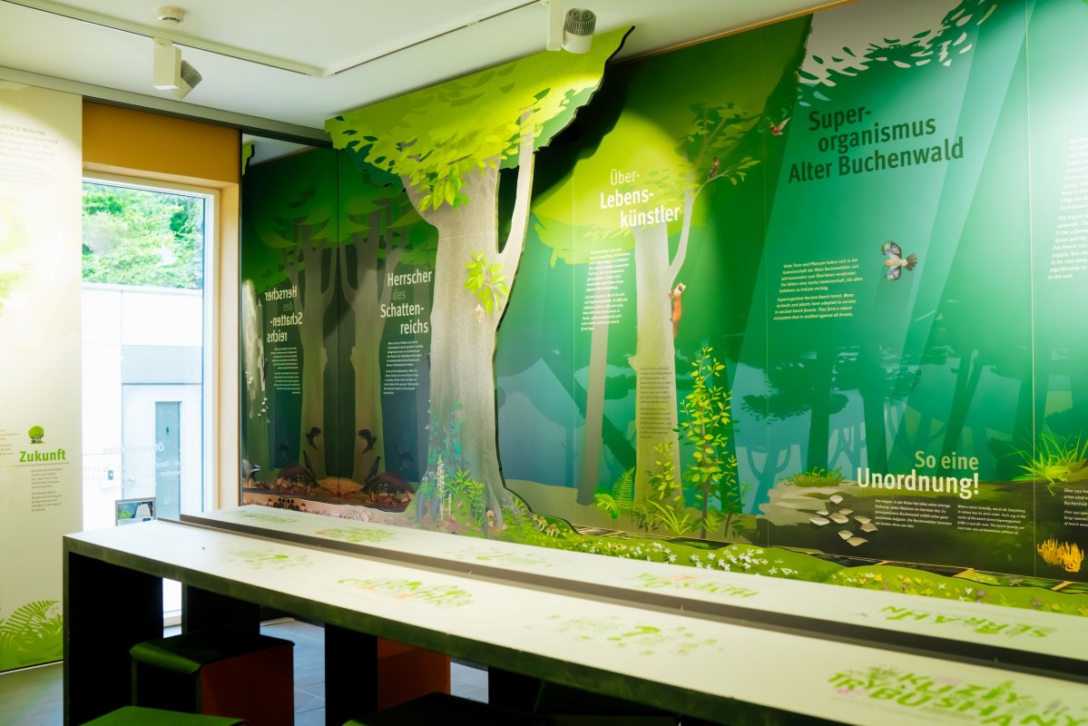 Ausstellungsraum mit einer grünen, naturthematischen Ausstellung und illustrierten Waldmotiven an den Wänden. // © Nationalpark-Zentrum KÖNIGSSTUHL / Dan Petermann Ausstellungsraum mit einer grünen, naturthematischen Ausstellung und illustrierten Waldmotiven an den Wänden. // © Nationalpark-Zentrum KÖNIGSSTUHL / Dan Petermann