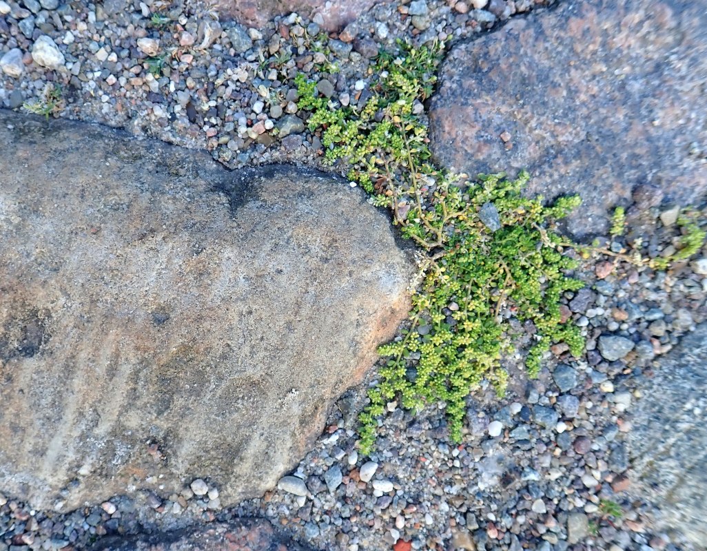Abb. 3: Zwischen Pflastersteinen auf dem Schlossplatz wächst das unscheinbare Kahle Bruchkraut (Herniaria glabra), hier neben einem Skolithos-Sandstein. // © U. Jueg Abb. 3: Zwischen Pflastersteinen auf dem Schlossplatz wächst das unscheinbare Kahle Bruchkraut (Herniaria glabra), hier neben einem Skolithos-Sandstein. // © U. Jueg