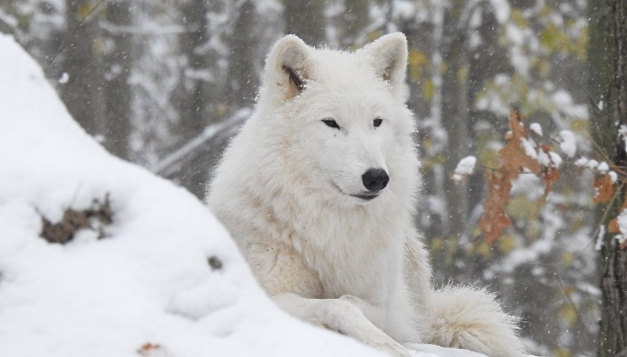 Poolwolf in de winter, © Hansestadt Stralsund Poolwolf in de winter, © Hansestadt Stralsund