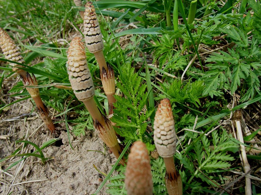 Pilzwanderung im K&uuml;stenwald, &copy; Ackerschachtelhalm.jpg