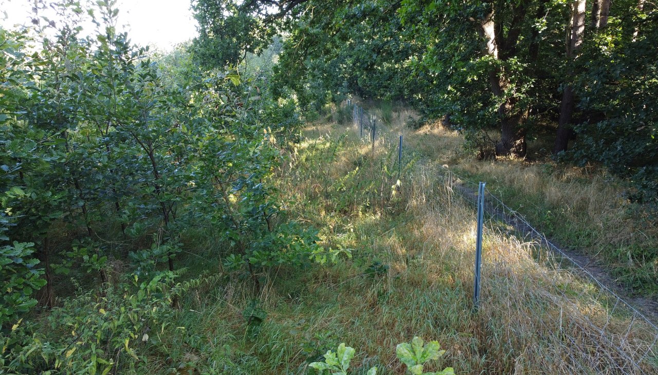 Klimawald Bad Kleinen, © Landesforst MV Klimawald Bad Kleinen, © Landesforst MV