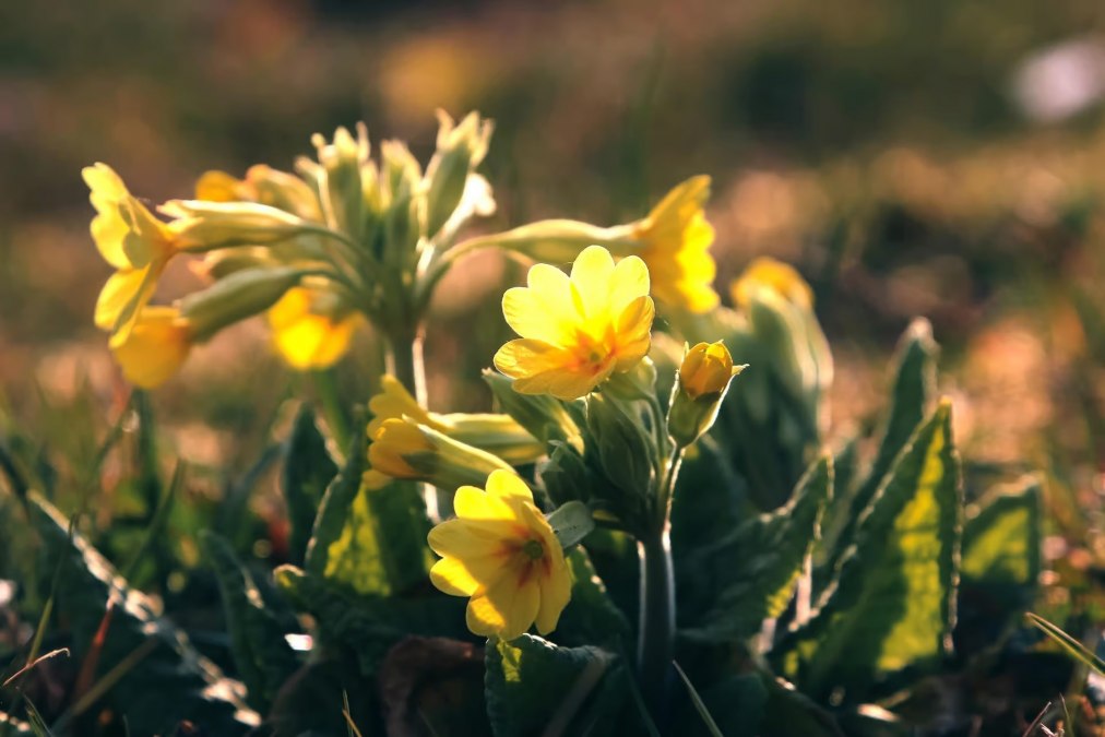 In het spoor van de lente, © Gemeinde Ostseebad Glowe In het spoor van de lente, © Gemeinde Ostseebad Glowe