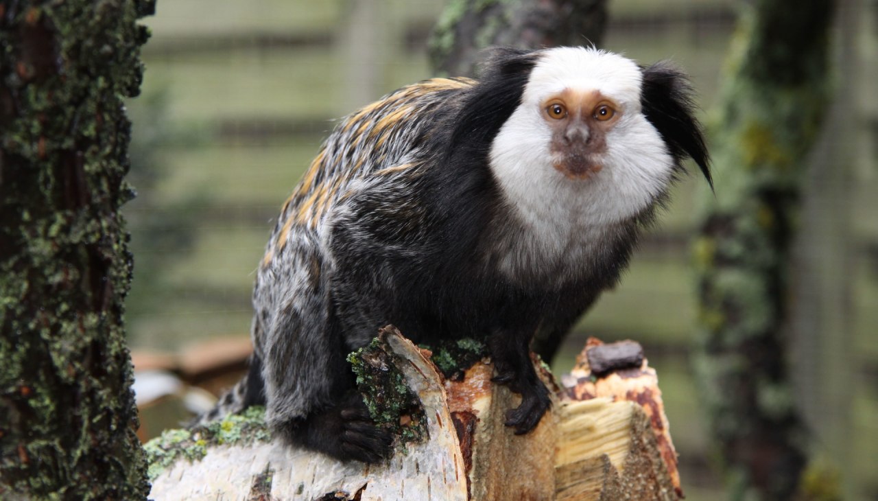 Tropenhaus_Bansin_CopyR_Marcel_Piper (1), © Tropenzoo_Bansin_Marcel_Piper Tropenhaus_Bansin_CopyR_Marcel_Piper (1), © Tropenzoo_Bansin_Marcel_Piper
