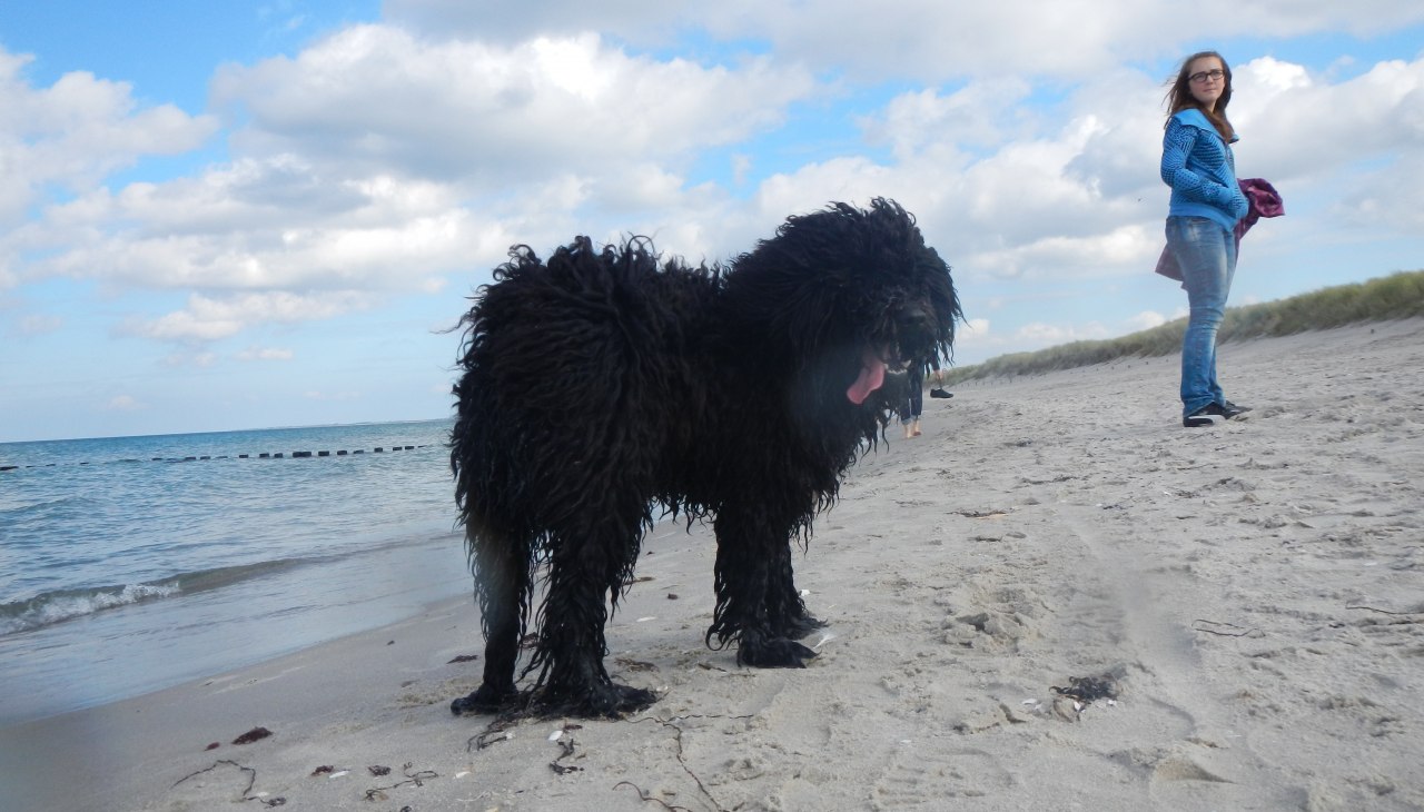 Hund am Strand in Dierhagen, &copy; Raimund Jennert