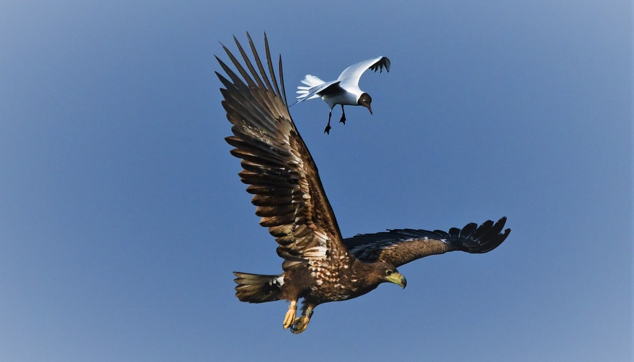 Seeadler und M&ouml;we, &copy; J&ouml;rg Dollmanski