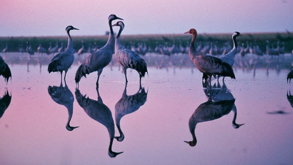 Kranen bekijken vanaf de eerste rij op rolstoeltoegankelijke paden, © TMV/Reich