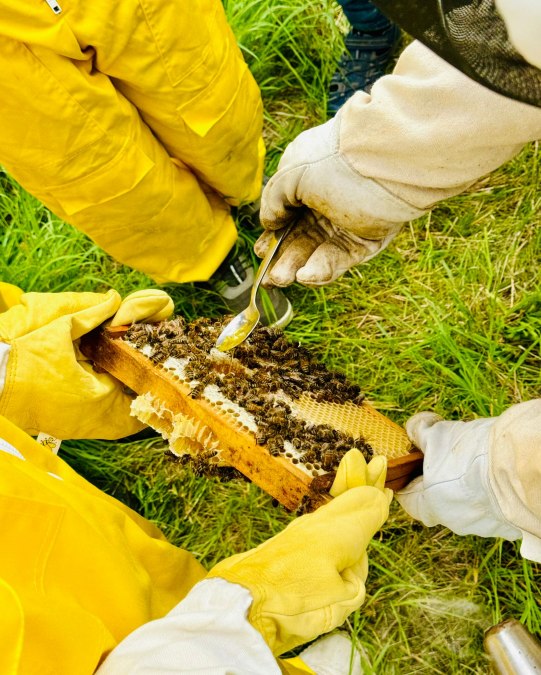 Honigverkostung direkt aus dem Bienenstock, &copy; Anja Heinemann