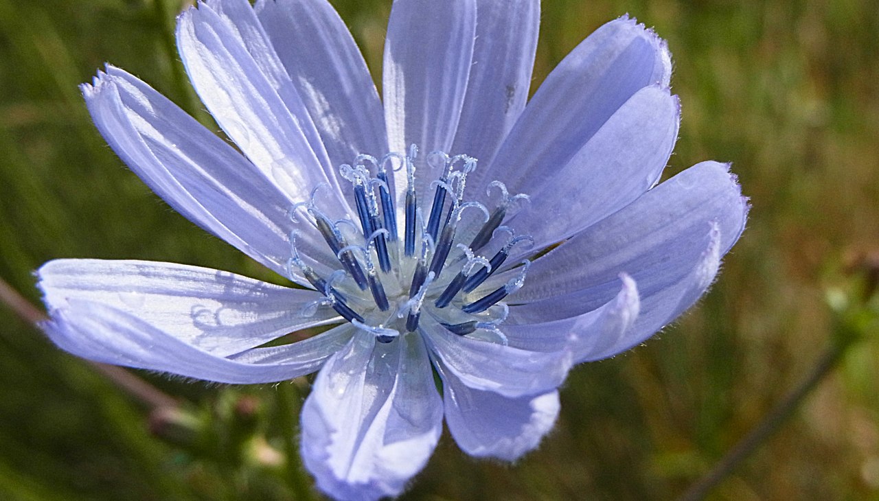 Wegwarte, © bereitgestellt von Silvia Berg Wegwarte, © bereitgestellt von Silvia Berg