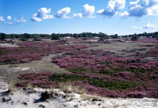 Heidebl&uuml;te auf Hiddensee // &copy; Nationalparkamt Vorpommern