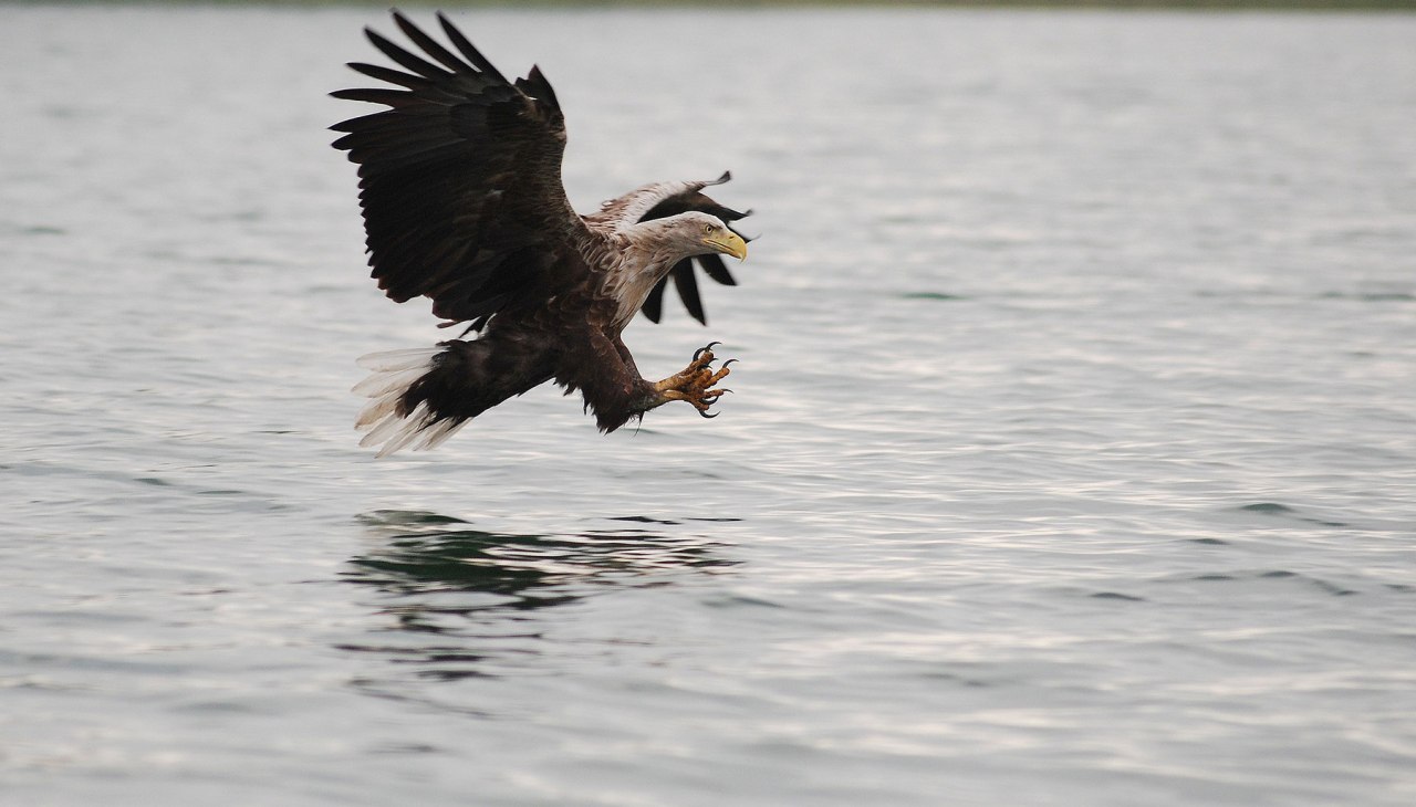 Seeadler, &copy; W. Stuerzbecher