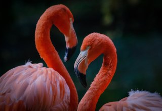 &copy; Zoo Rostock/ Raff