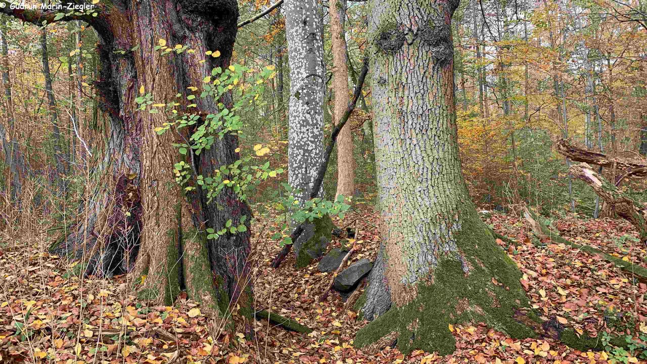 Das verborgene Leben unserer Bäume // © Marin-Ziegler Das verborgene Leben unserer Bäume // © Marin-Ziegler