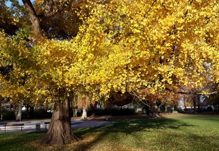 Ginkgo in der Brunnenaue // &copy; Angela Pfennig