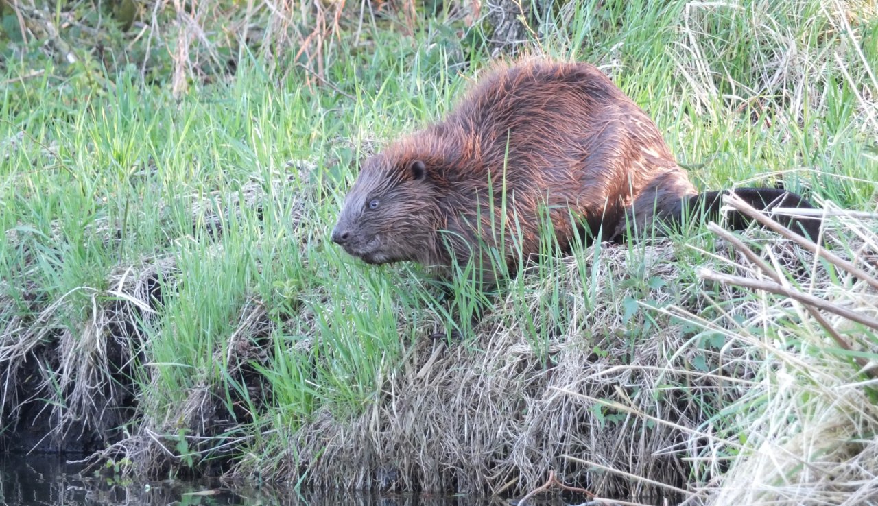 Seltener Anblick: Biber am Ufer // © Martin Hagemann Seltener Anblick: Biber am Ufer // © Martin Hagemann