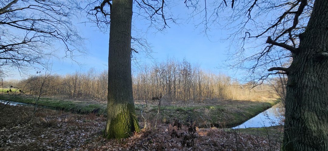 Sinds 2011 groeien er bomen in de Klimawald Koserow (eiland Usedom)., &copy; Landesforst MV