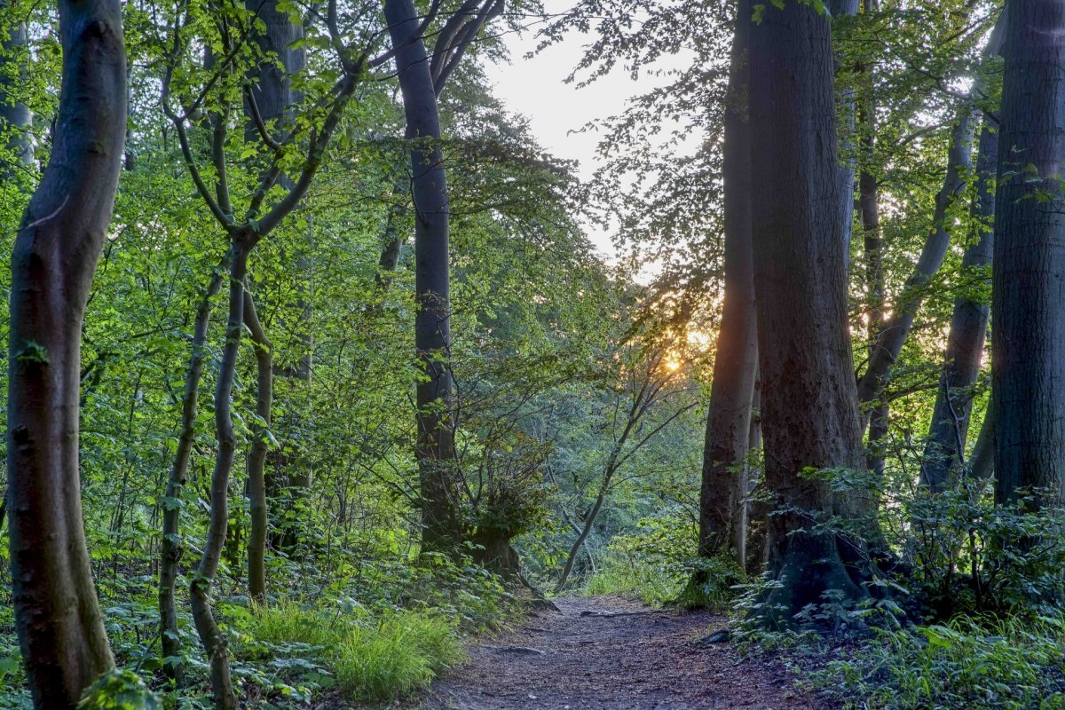 &copy; Kurverwaltung Goehren / Martin Stoever