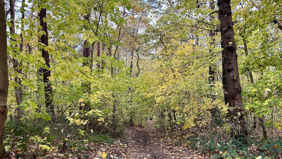K&uuml;stenschutzwald in Boltenhagen, &copy; Kurverwaltung Boltenhagen