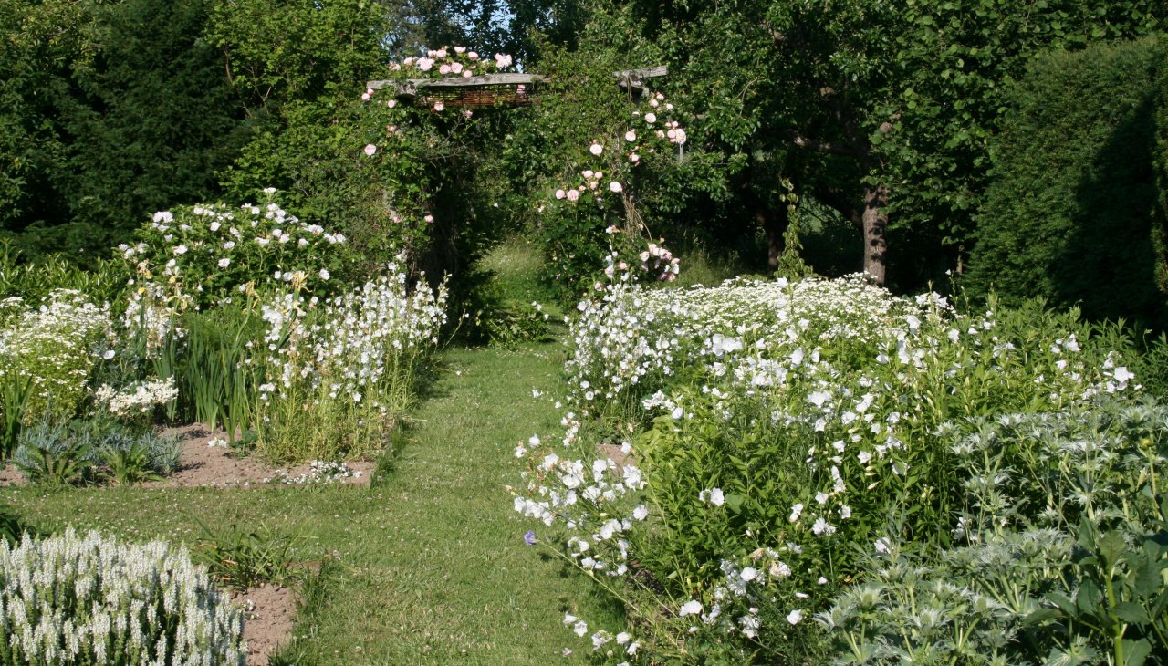Der weiße Garten entfaltet seine Pracht in der Dämmerung. Hier gibt es weißblühende Sommerblumen, Stauden und Gehölze zu sehen., © Dirk Endrulat Der weiße Garten entfaltet seine Pracht in der Dämmerung. Hier gibt es weißblühende Sommerblumen, Stauden und Gehölze zu sehen., © Dirk Endrulat