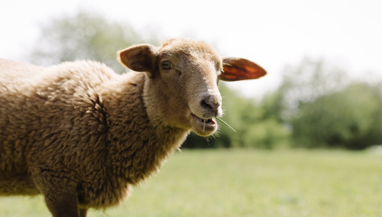 Valentina auf der Schafweide, &copy; Land der Tiere