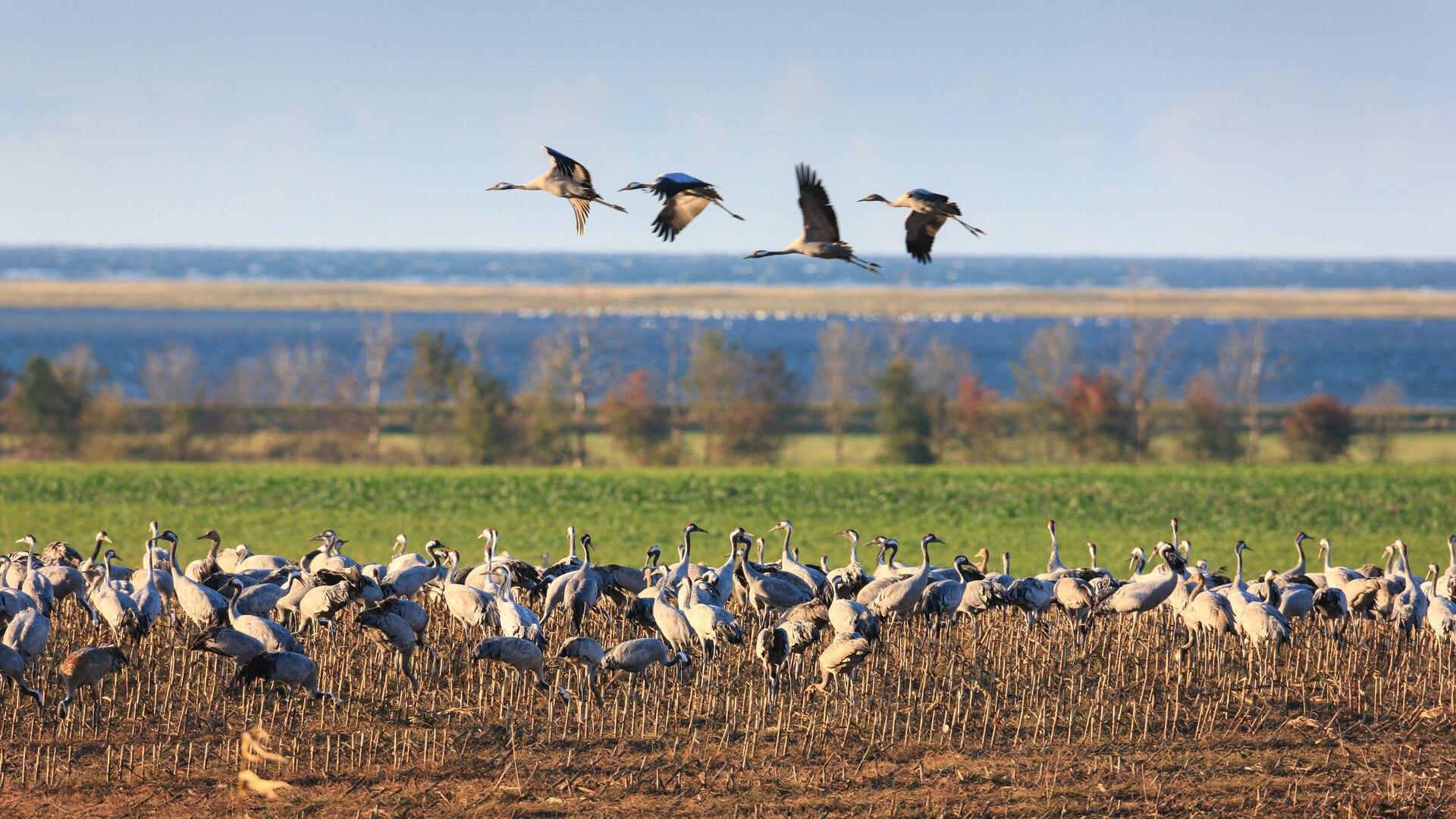 Grote groep kraanvogels in een veld voor de Oostzee bij Fischland-Dar&szlig;-Zingst tijdens de herfsttrek.