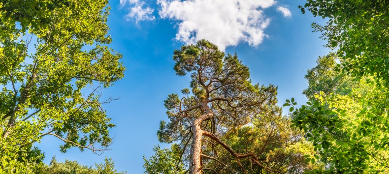 Waldbaden im Ostseeheilbad Graal-M&uuml;ritz | mit Torsten Maa&szlig; // &copy; Andr&eacute; Pristaff / TuK
